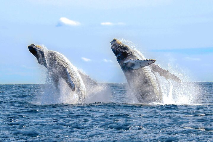 Whale Watching Tour in Samana Bay from Las Terrenas - Photo 1 of 8